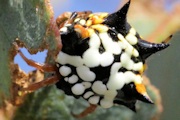 Australian Jewel Spider (Austracantha minax)